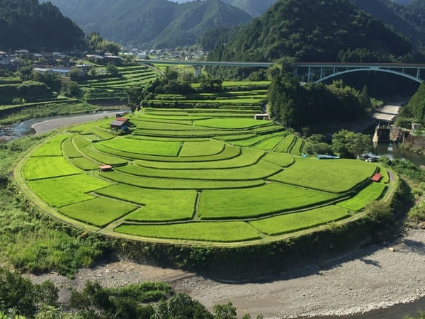 よ～いドン！ たむらけんじ 商店街 いきなり日帰りツアー 和歌山 あらぎ島