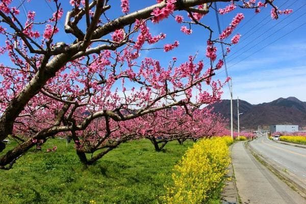 帰れマンデー見っけ隊 山梨 桃源郷 寿司