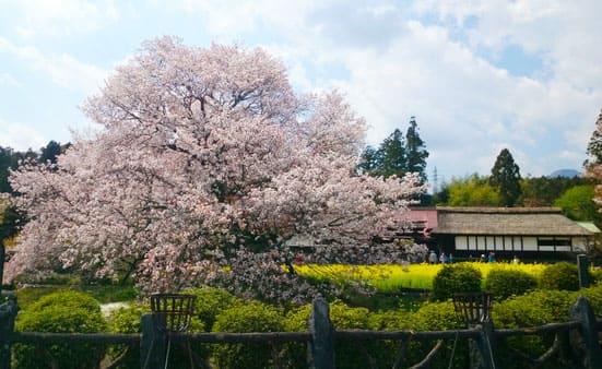 富士宮 狩宿の下馬桜