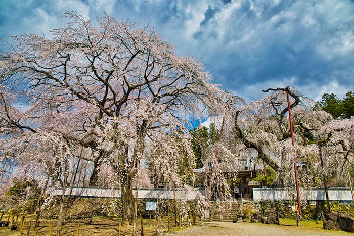 清雲寺しだれ桜