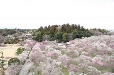 かりそめ天国 マツコデラックス 有吉弘行 四千頭身 後藤ファミリー 茨城県 偕楽園