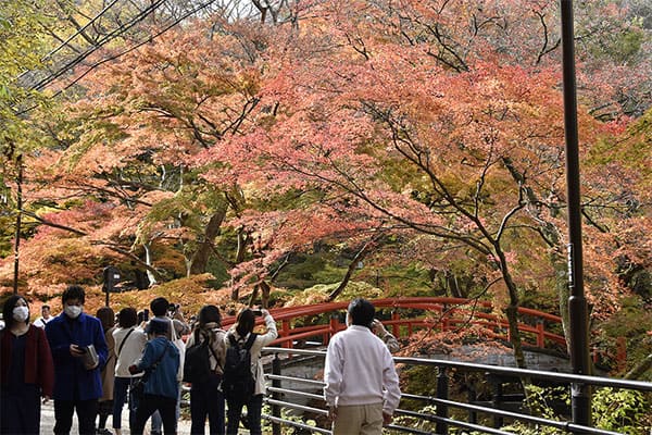 ヒルナンデス 修学旅行 群馬 伊香保温泉 河鹿橋