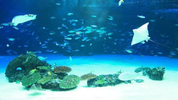 サンシャイン水族館