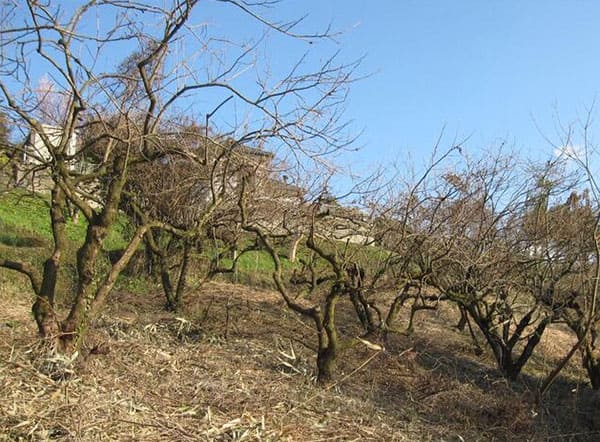 よ～いドン あいLOVE 週末 田舎暮らし 和歌山県 紀の川市