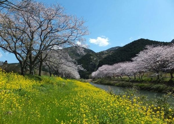 松崎町 那賀川桜並木