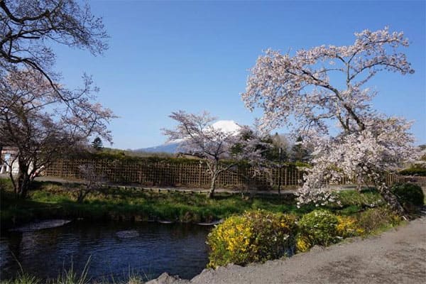 よ～いドン！ たむらけんじ いきなり日帰りツアー 下見ツアー 山梨 河口湖 忍野八海