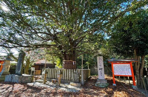 熊野速玉大社 梛野の木 天然記念物