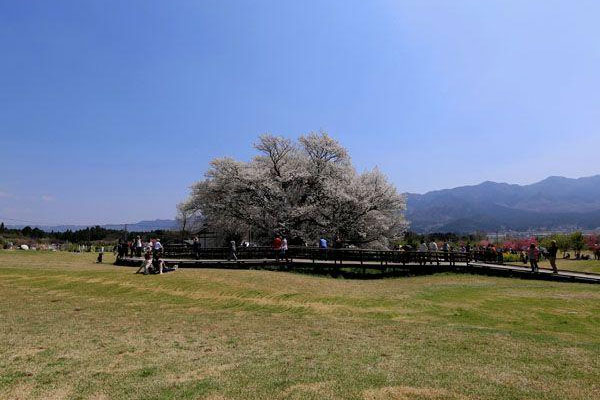 熊本 南阿蘇 一心行の大桜