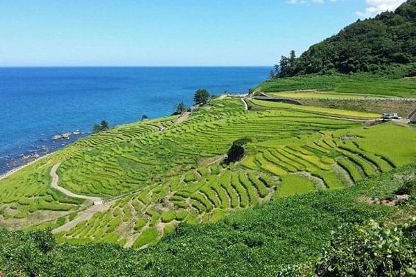 石川 輪島市 白米千枚田