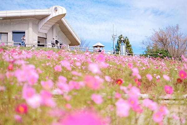 よーいドン いきなり日帰りツアー 和歌山 有田川 コスモス