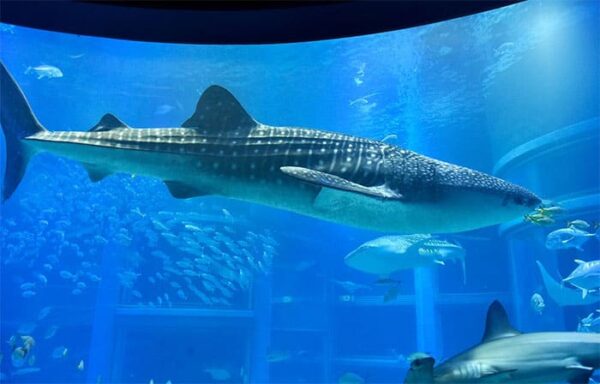 大阪 港区 水族館 海遊館