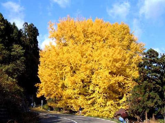 よーいドン いきなり日帰りツアー 青森 津軽 日本キャニオン