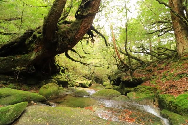 旅サラダ ゲストの旅 屋久島 伊藤歩