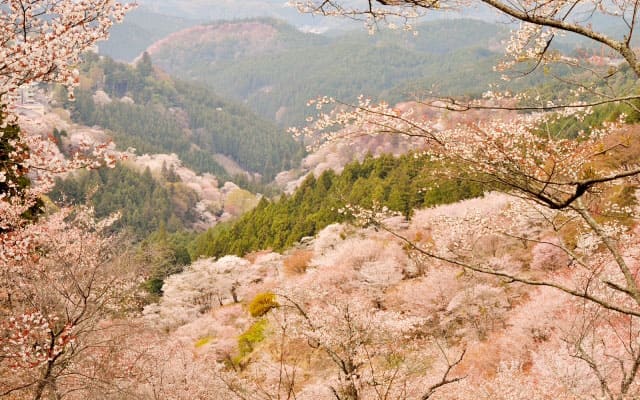 帰れマンデー バスサンド 奈良 吉野 千本桜