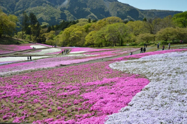 帰れマンデー 焼肉 秩父 桜の名所