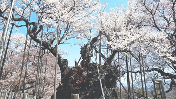 帰れマンデー バスサンド 山梨県北杜市 實相寺 山高神代桜