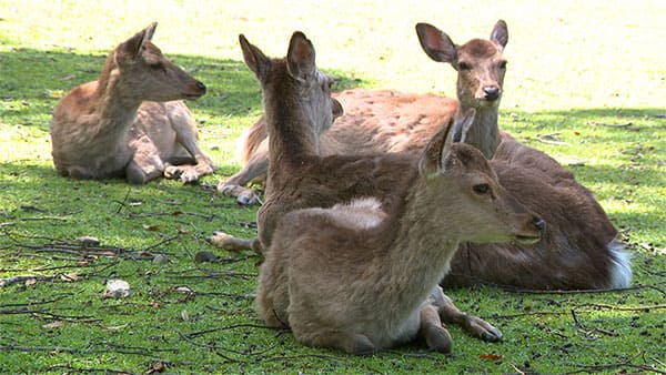 朝だ!生です旅サラダ ゲストの旅 賀来千香子 奈良 奈良公園