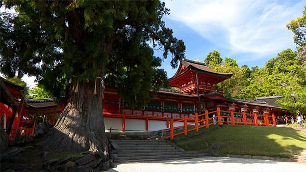 朝だ!生です旅サラダ ゲストの旅 賀来千香子 奈良 春日大社