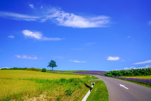 おはよう朝日 おは朝 おは土 HIS 北海道 クラブメッドトマム