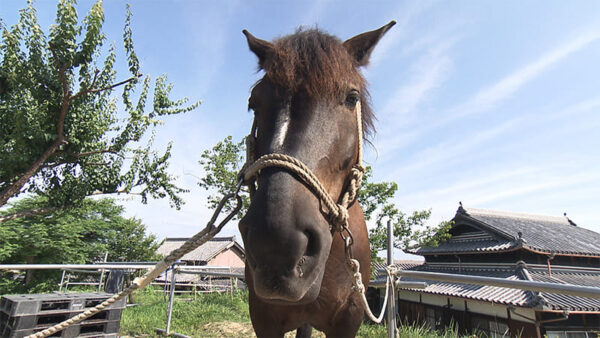 淡路島 SHARE HORSE ISLAND シェアホースアイランド