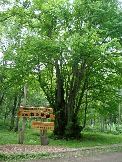 北海道 美瑛町 森の神様