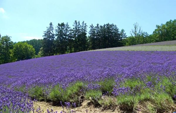 北海道 富良野 ファーム富田 ラベンダー畑