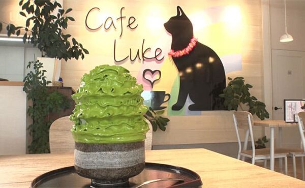 愛知 西尾市 cafe LUKE カフェルーク 西尾の抹茶エスプーマ氷