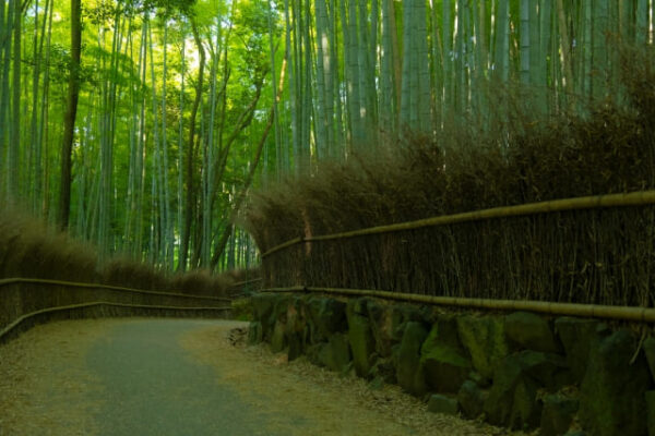 京都 嵐山 竹林の小径