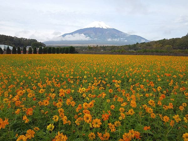 帰れマンデー 山梨 河口湖 花の都公園