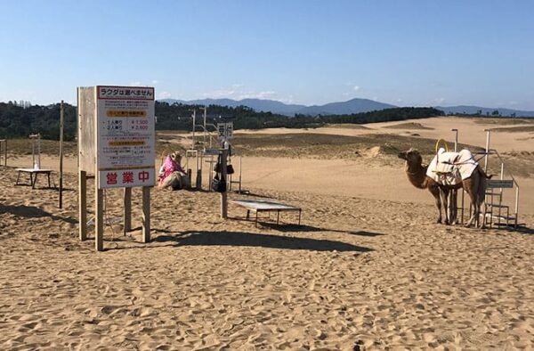 鳥取砂丘 らくだライド