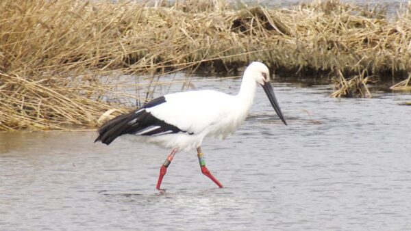 豊岡市立ハチゴロウの戸島湿地 コウノトリ