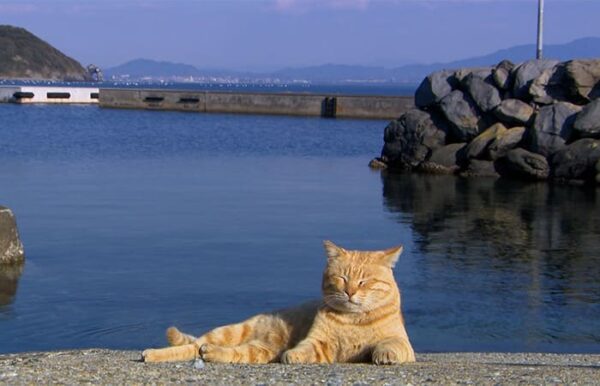 福岡 猫の島 相島