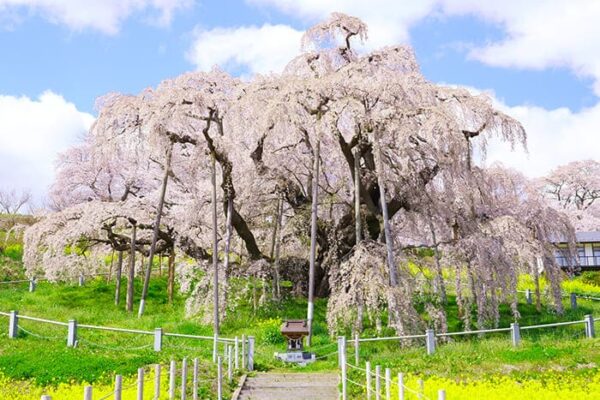 福島県 郡山市 日本三大桜 三春滝桜