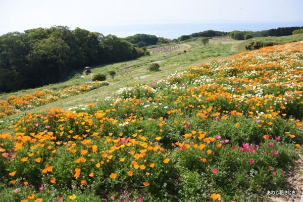 よーいドン いきなり日帰りツアー 兵庫県 淡路島