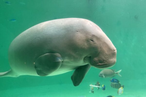 鳥羽水族館 ジュゴン