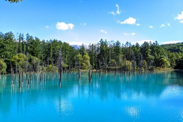 北海道 美瑛町 白金青い池