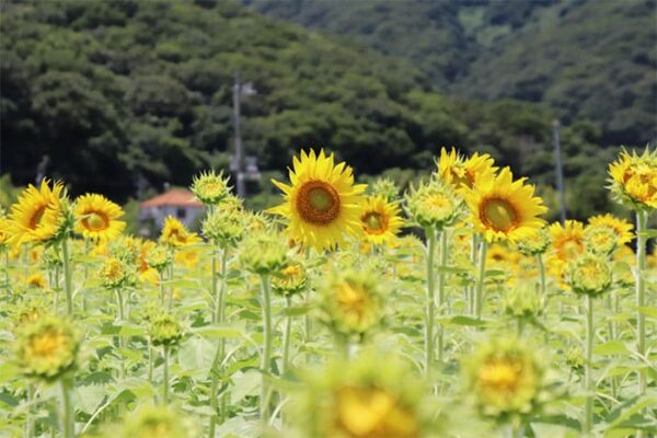 岡山 牟佐 大久保 ひまわり畑