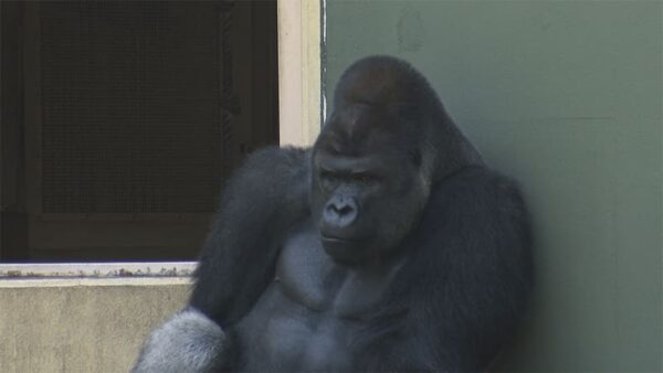 名古屋市 東山動植物園 ニシゴリラ シャバーニ イケメンゴリラ