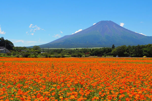 山梨 山中湖 花の都公園