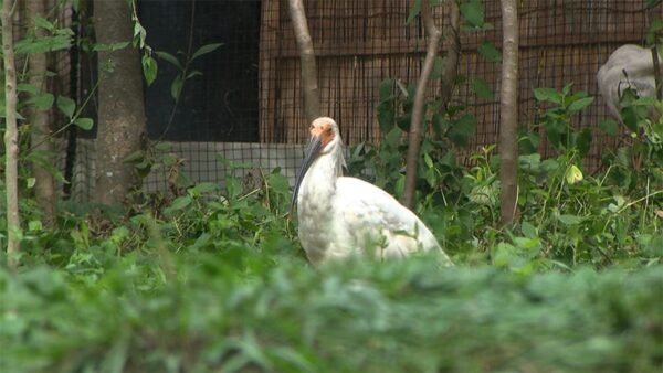 新潟 佐渡 トキの森公園 トキふれあいプラ トキ