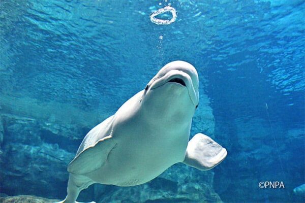 名古屋港水族館 ベルーガ シロイルカ バブルリング エンジェルリング