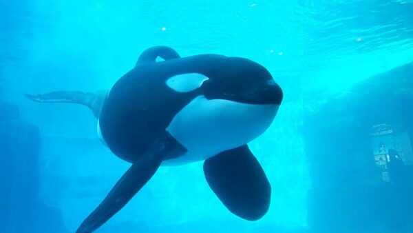 名古屋市 名古屋港水族館 シャチ