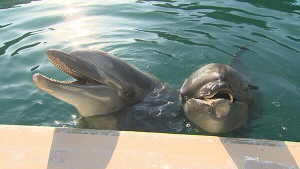 静岡県 下田市 下田海中水族館 イルカ