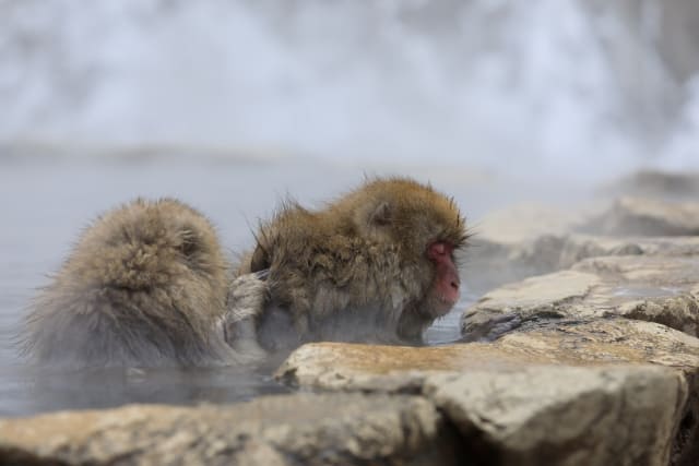 長野県 地獄谷野猿公苑