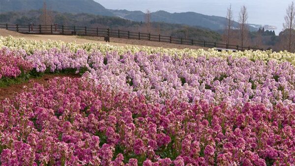 淡路島 兵庫県立公園 あわじ花さじき ストック