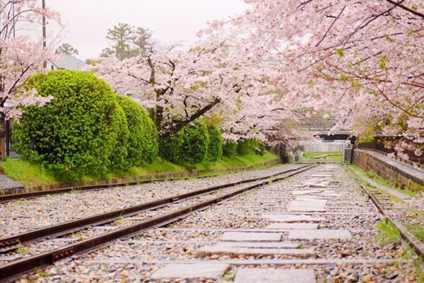 京都 桜の名所 蹴上インクライン