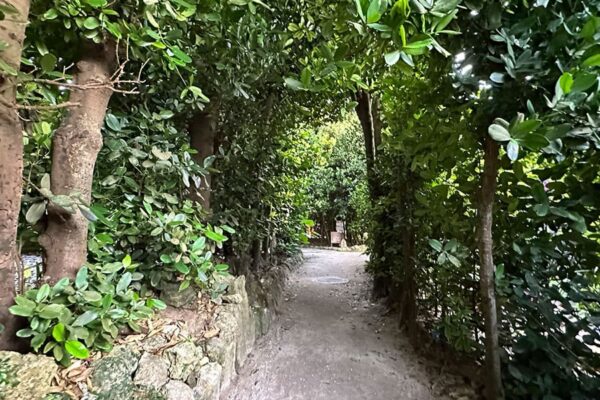 沖縄 本部町 備瀬 フクギ並木