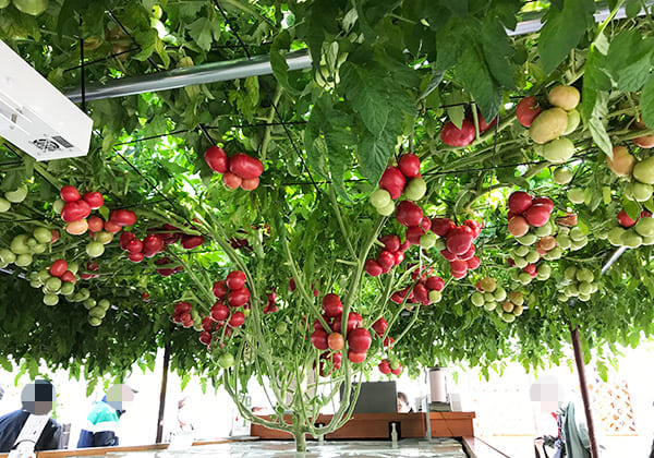 北海道 えこりん村 トマトの木