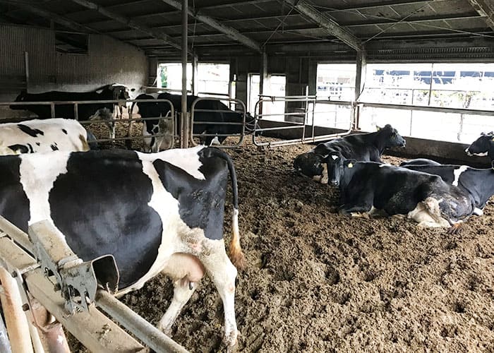 滋賀 成田ふれあい牧場