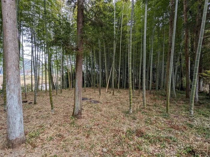 よーいドン あいLOVE 週末 田舎暮らし 三重県 松阪市 多気町